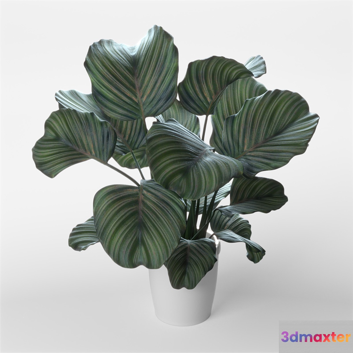 Calathea orbifolia 3D Max