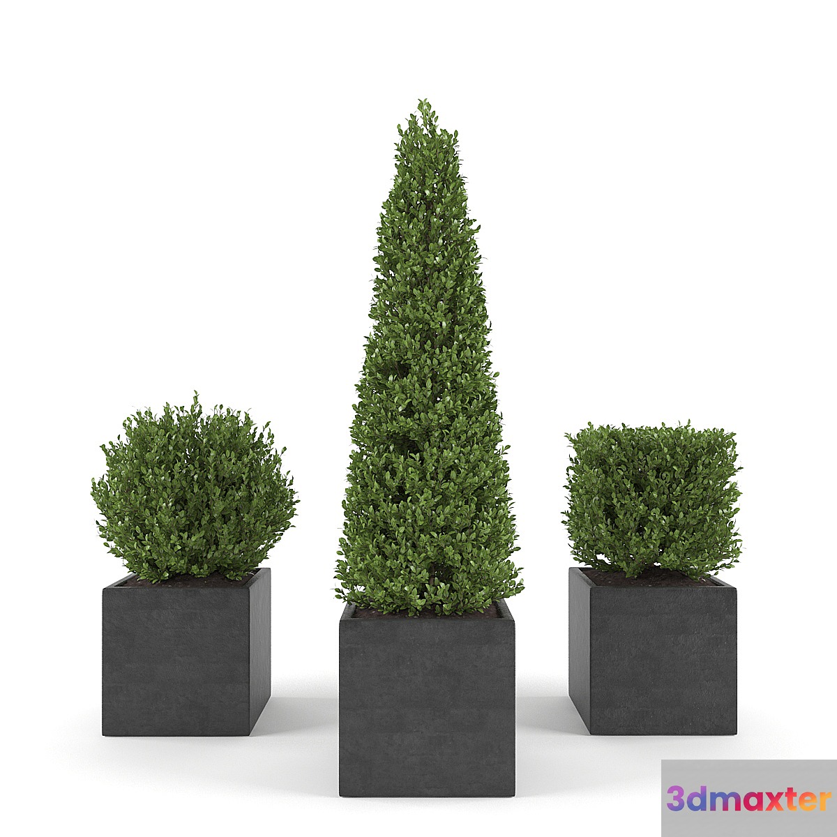 Boxwood - Set 2 - No.3