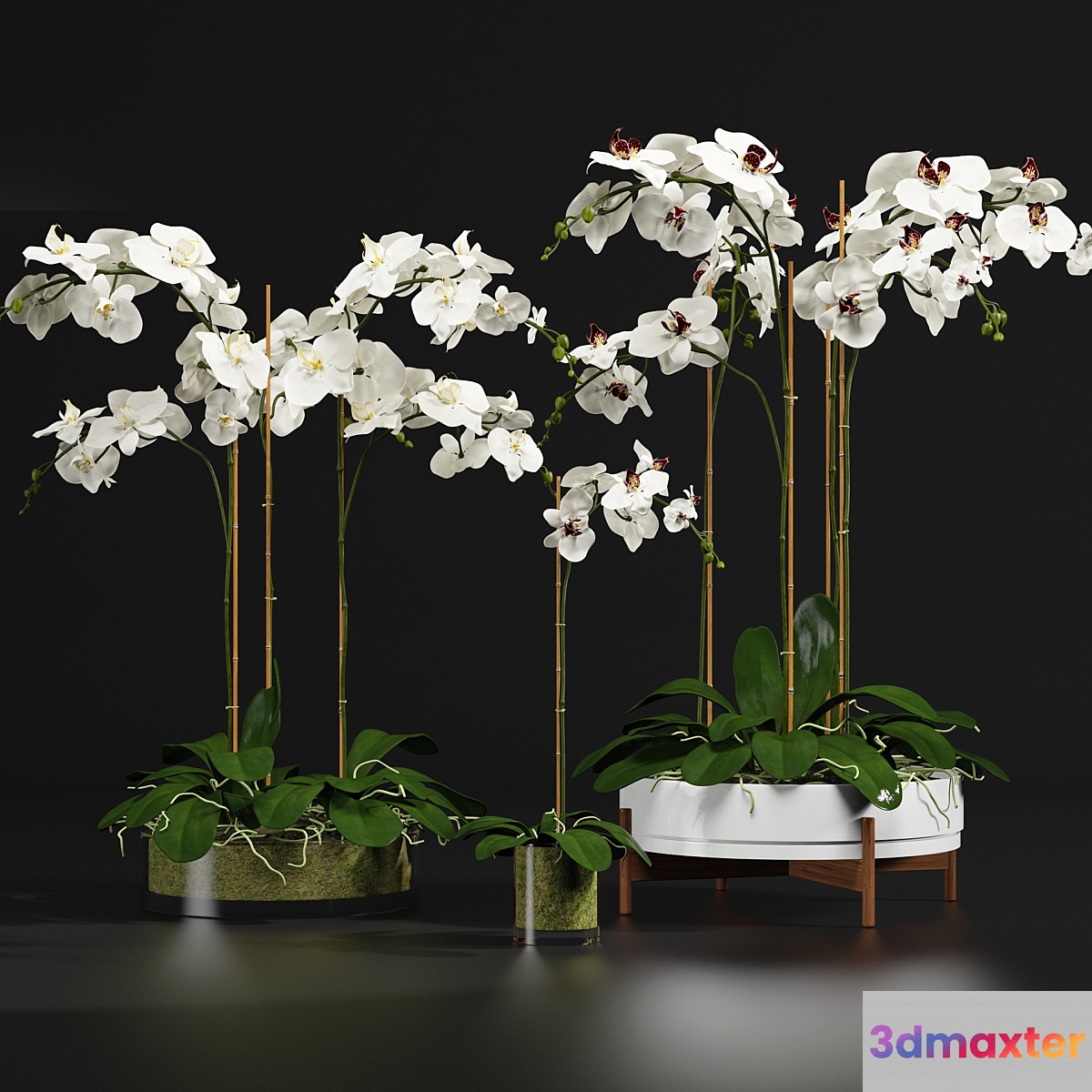 Orchid 9