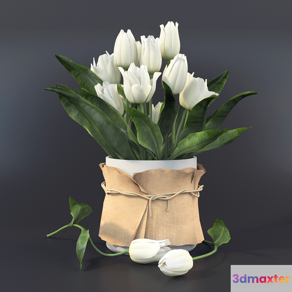 Tulips - No.11