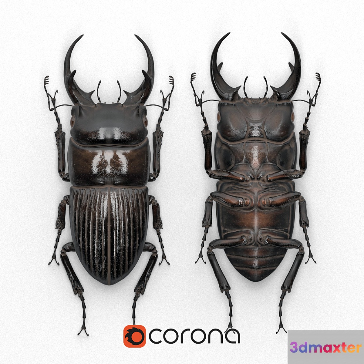 Beetle in a frame (Dorcus intermedius) 3D Max