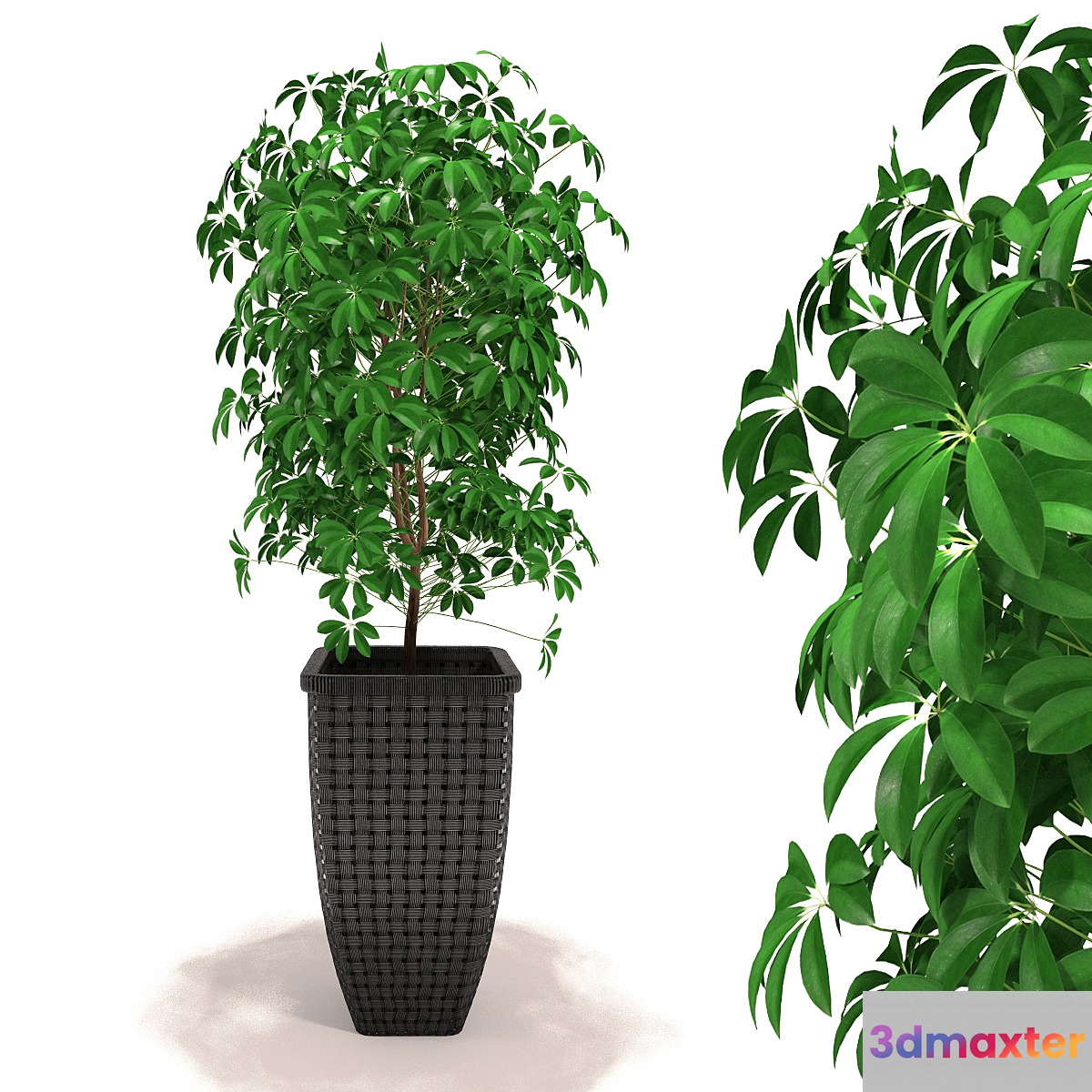Scheffler - Schefflera