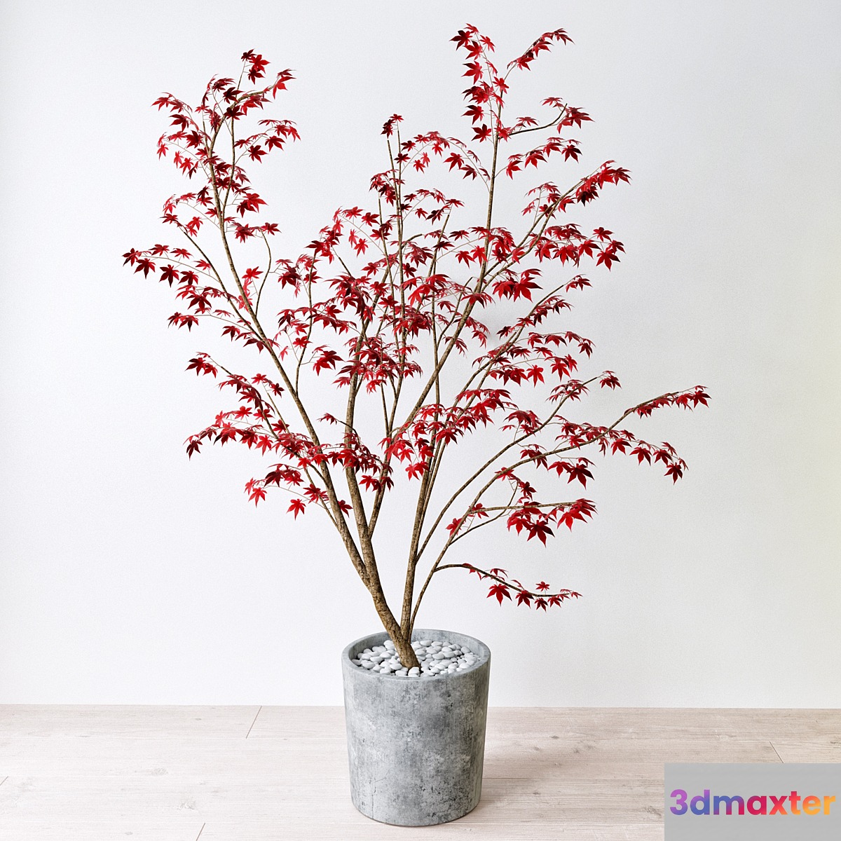 Krasnolistnyh Maple (Maple tree)