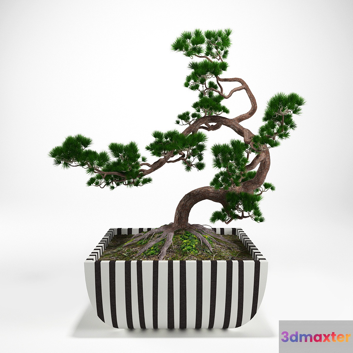 Pine bonsai 3D Max