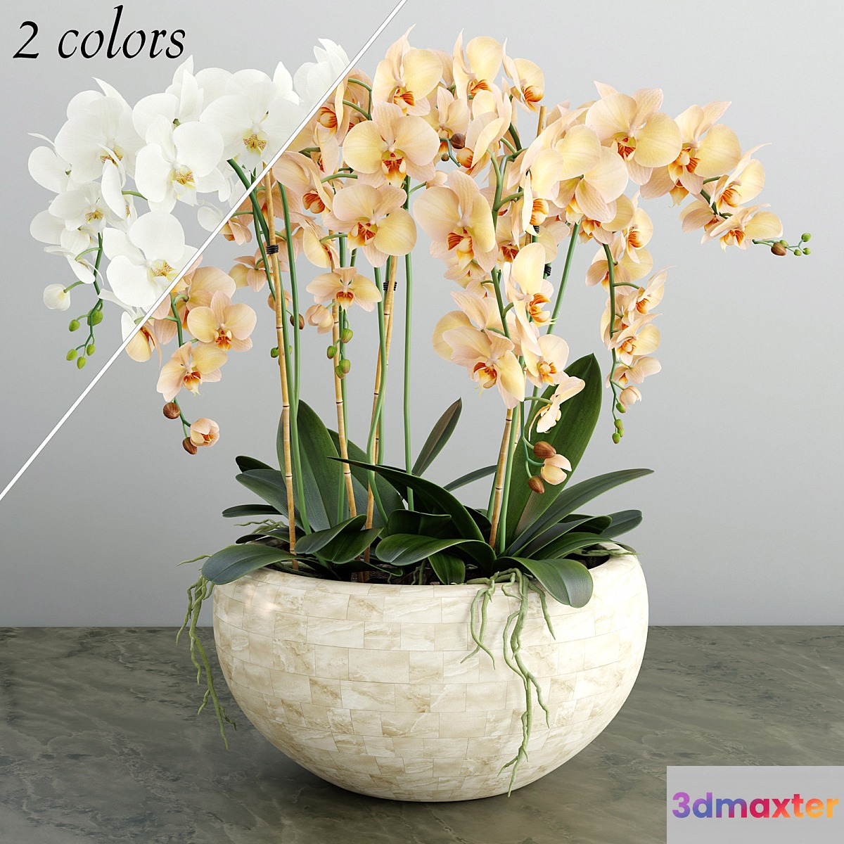 Orchid 4 - No.4
