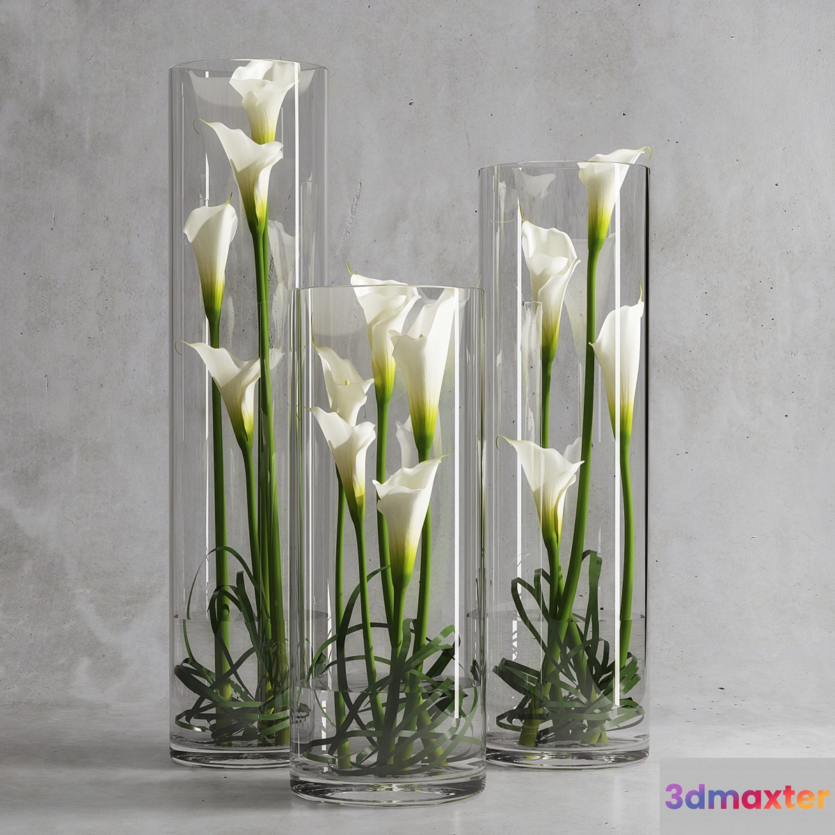 Calla Lily 6