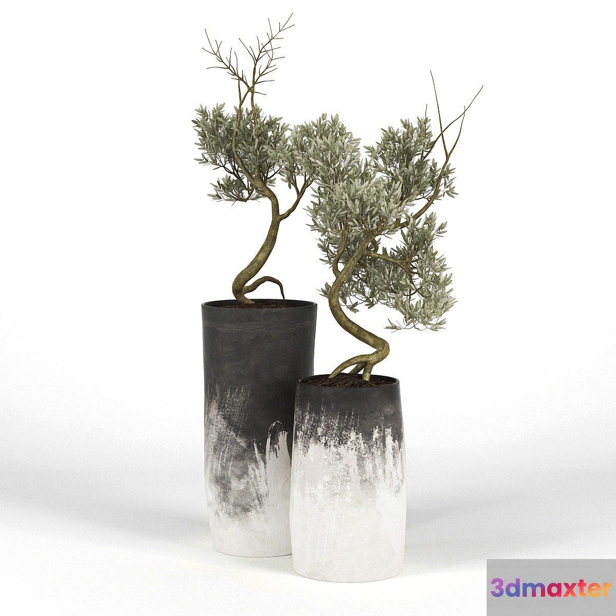 Olive_Tree_III - No.2 Olive_Tree_III - No.2