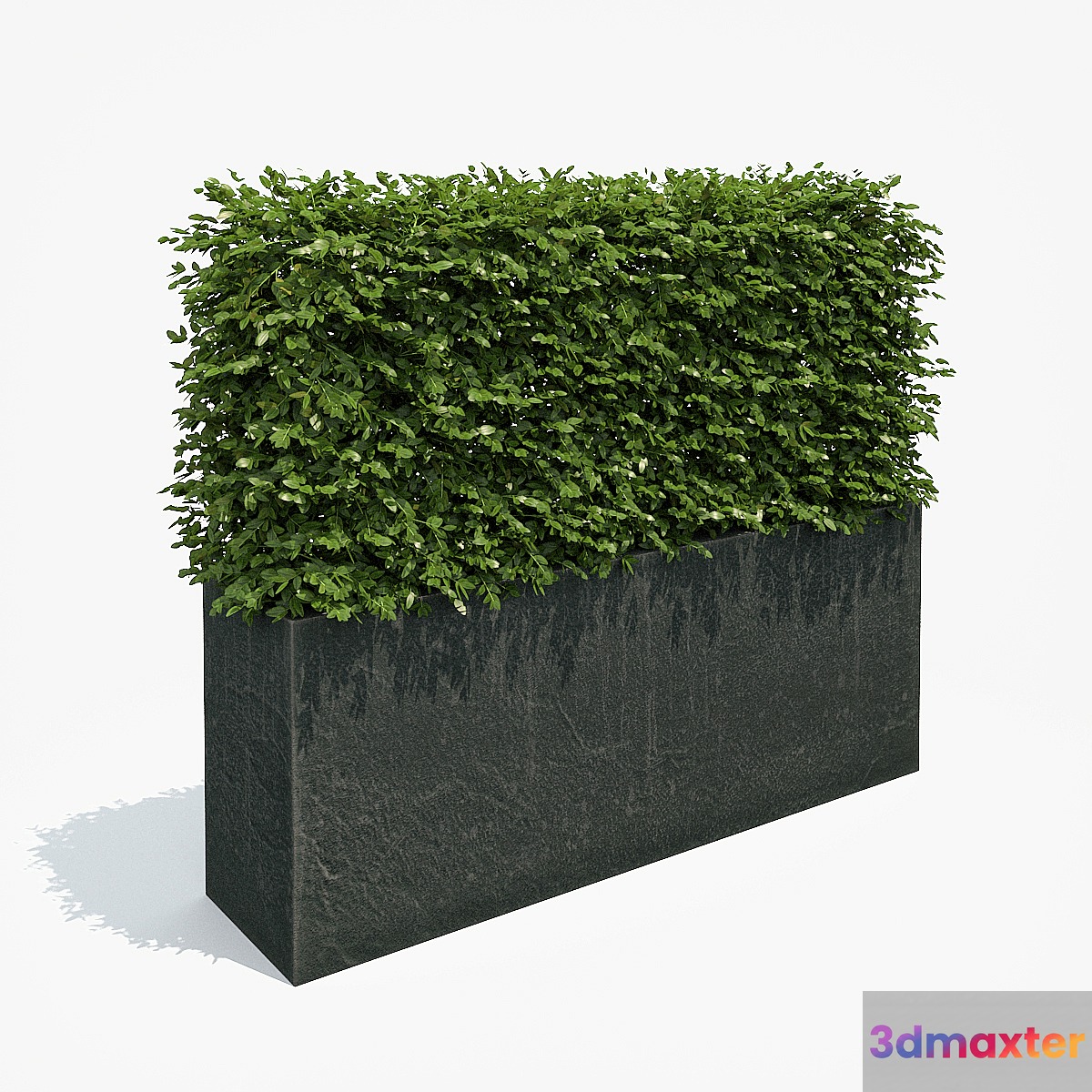 Hedge in black plantere