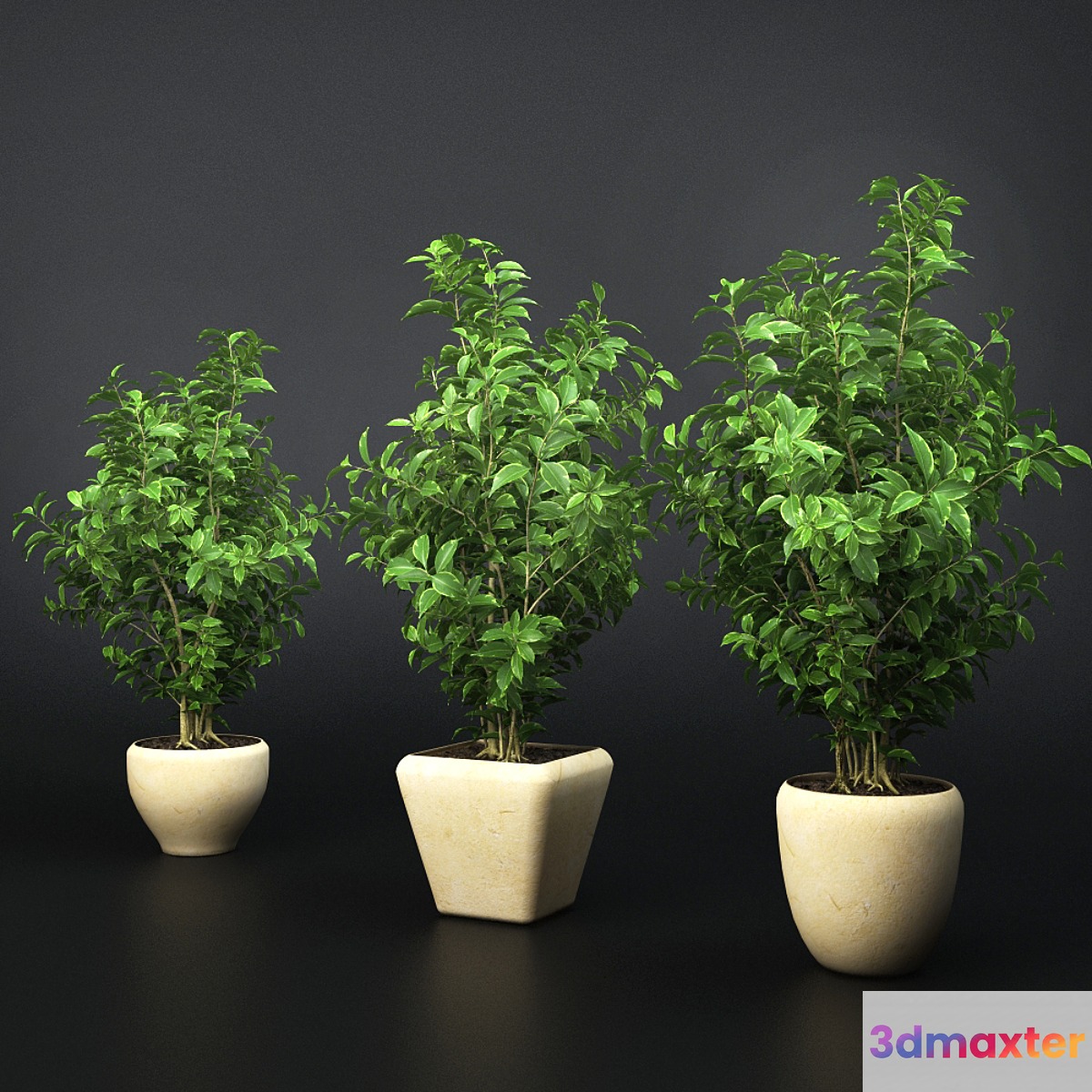 Ficus Benjamin