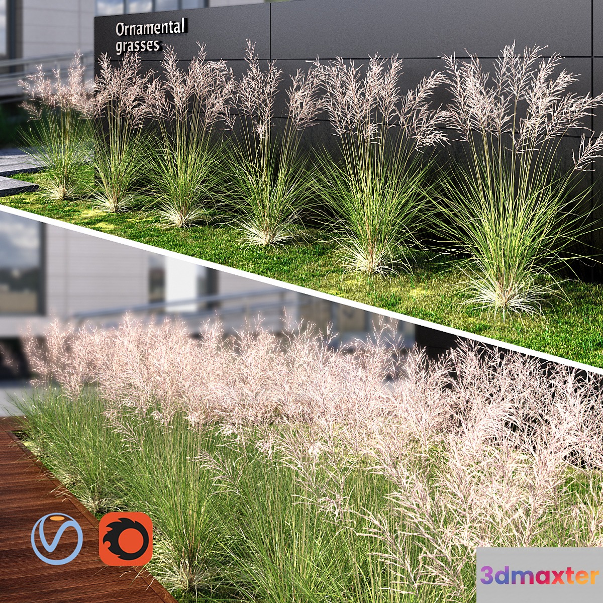 Ornamental grass red 3D Max