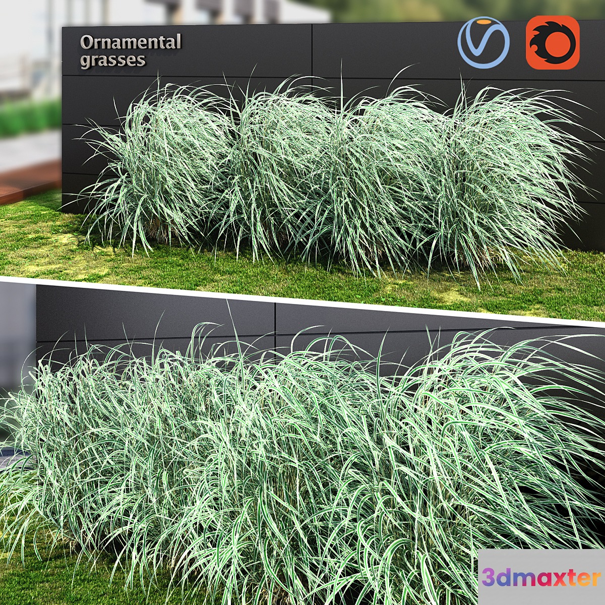 Ornamental grass striped 3D Max