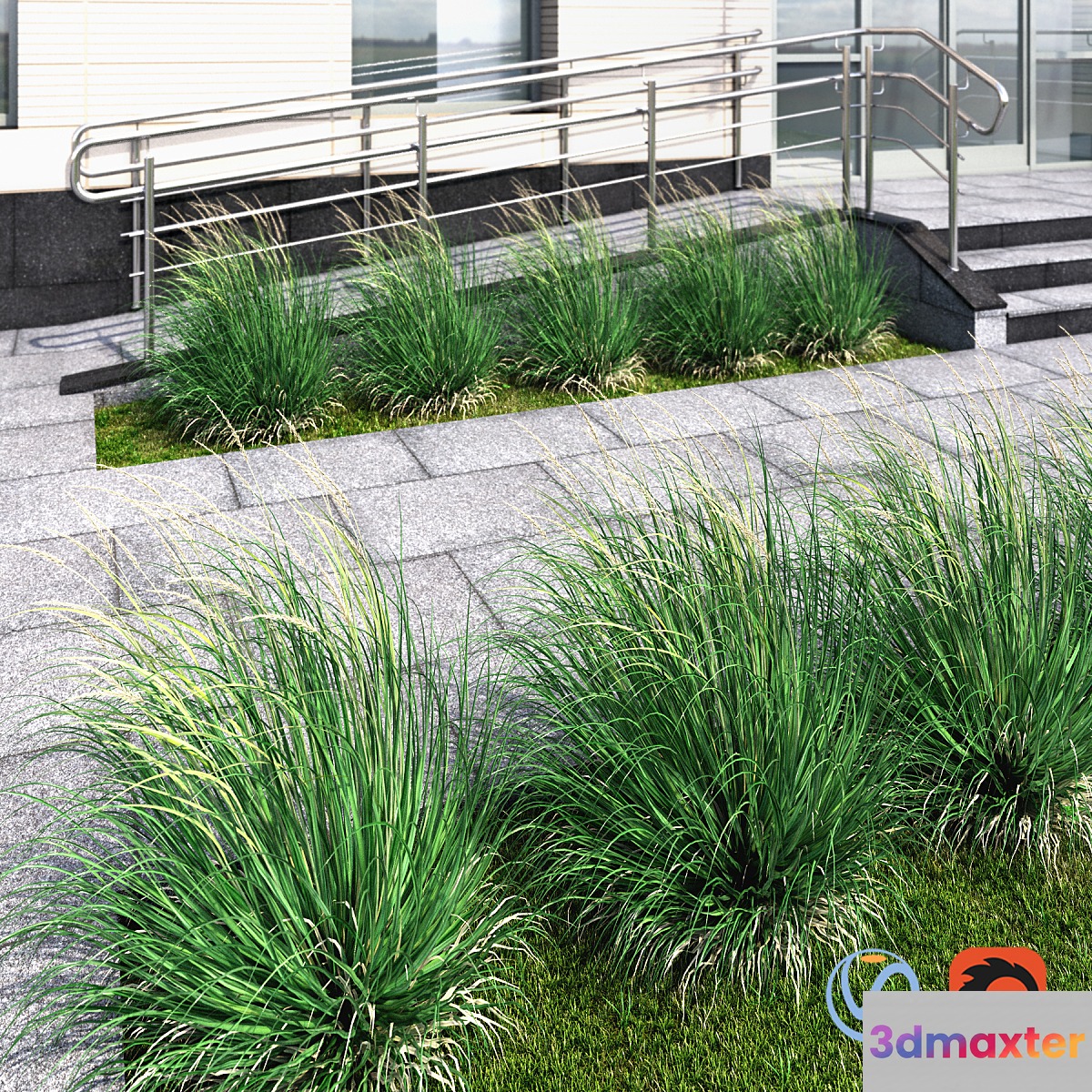 Ornamental grass windy