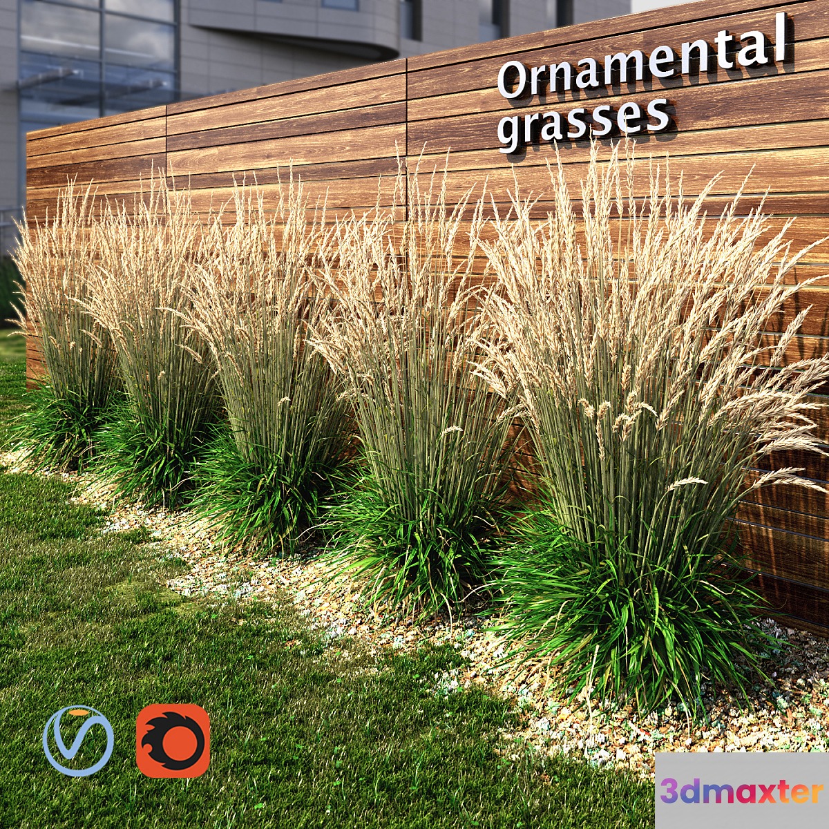 Ornamental grass dry - No.2