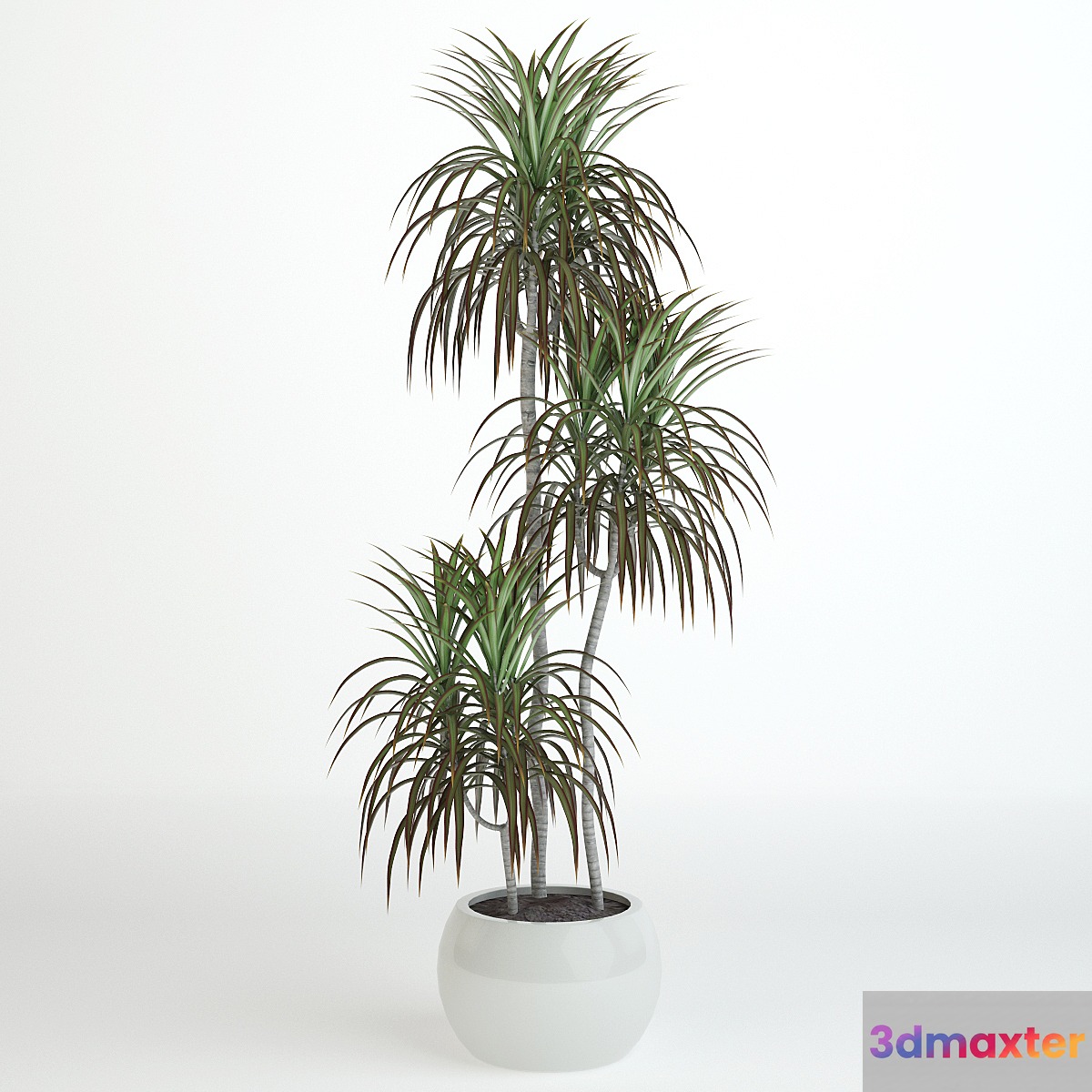 Dracaena 1060 mm 3D Max