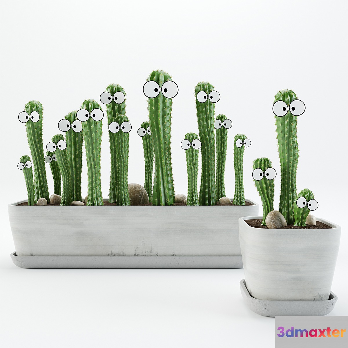 Cactus with eyes