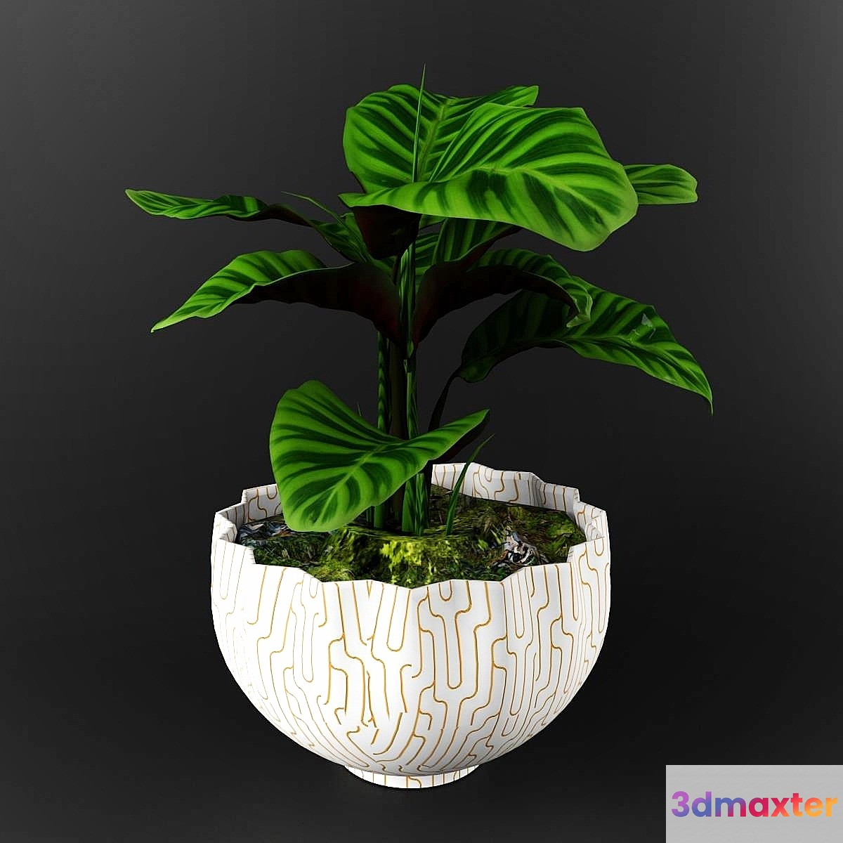 Calathea zebrina 3D Max