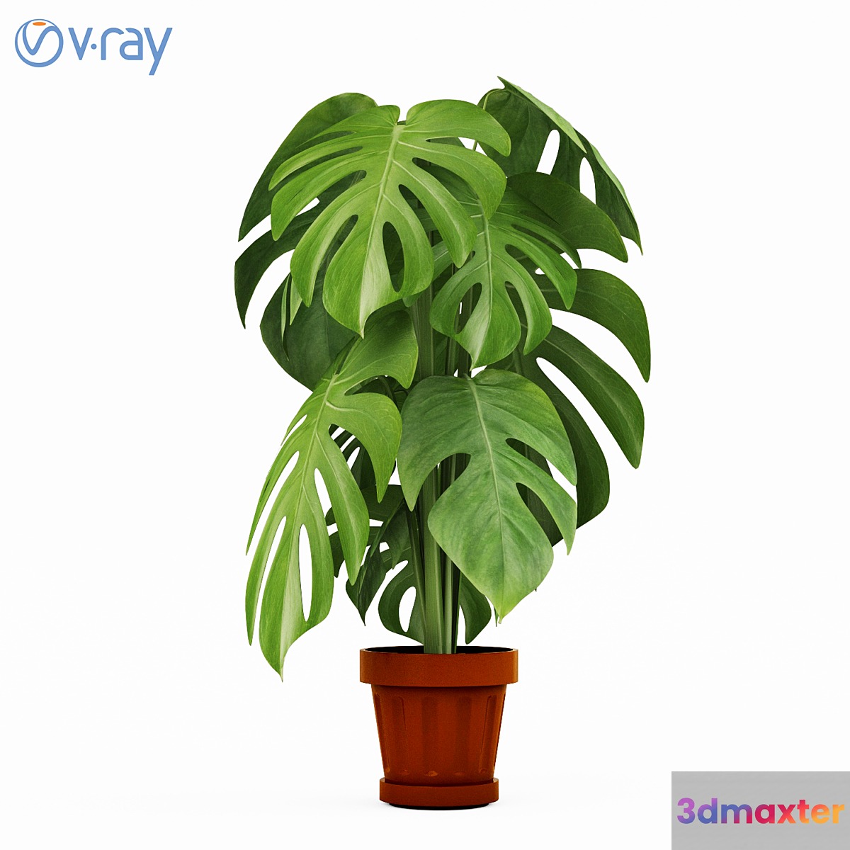 Monstera Plants 2