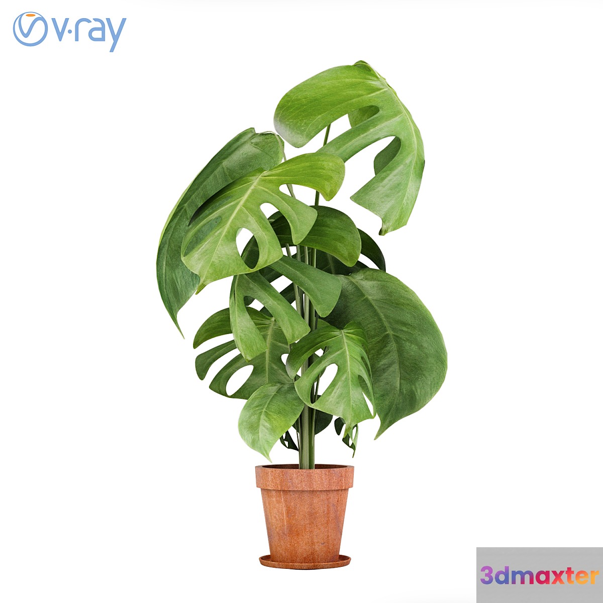 Monstera Plants 3