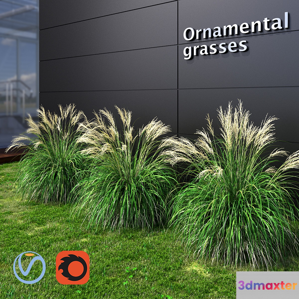 Ornamental grass Miscanthus small