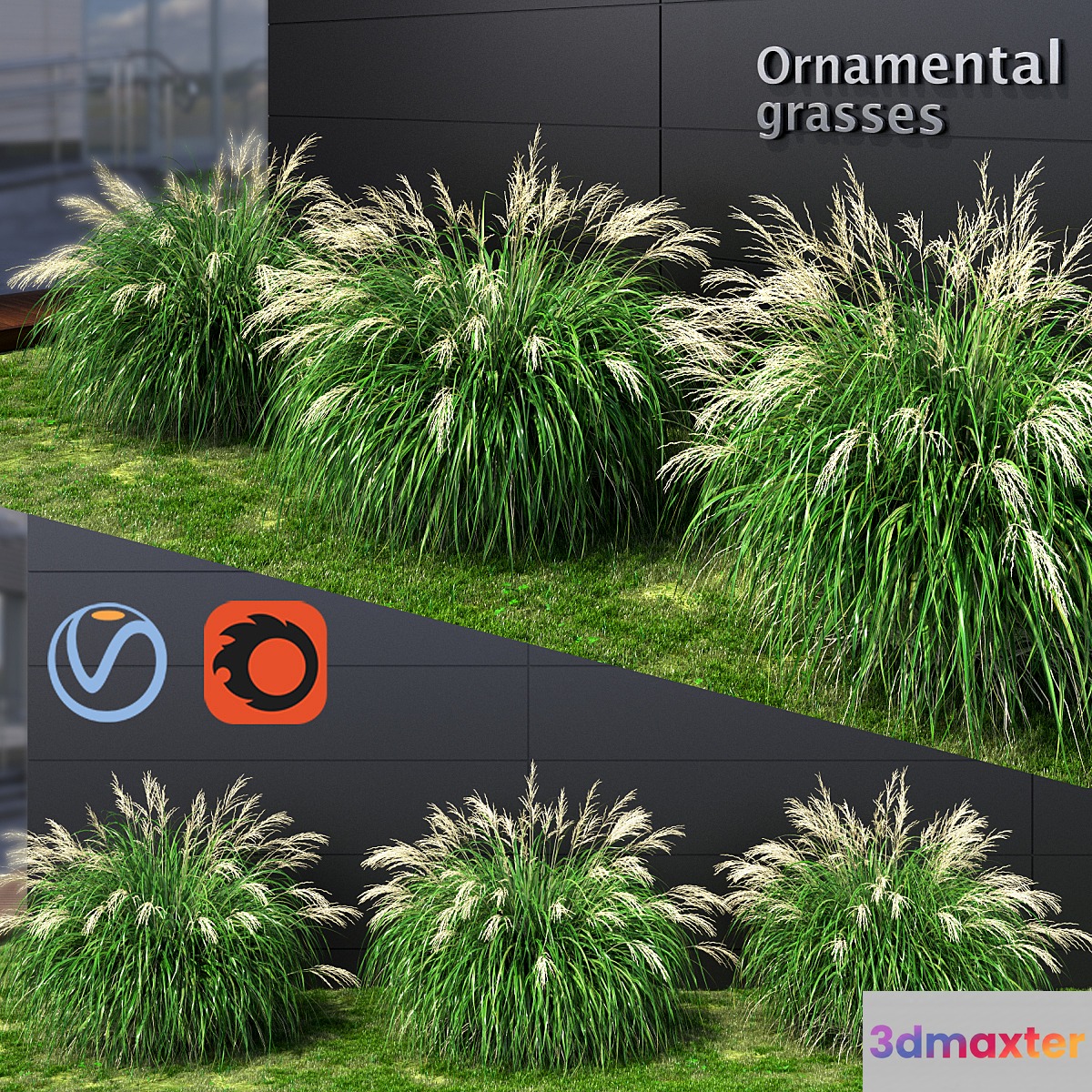 Ornamental grass Miscanthus medium 3D Max