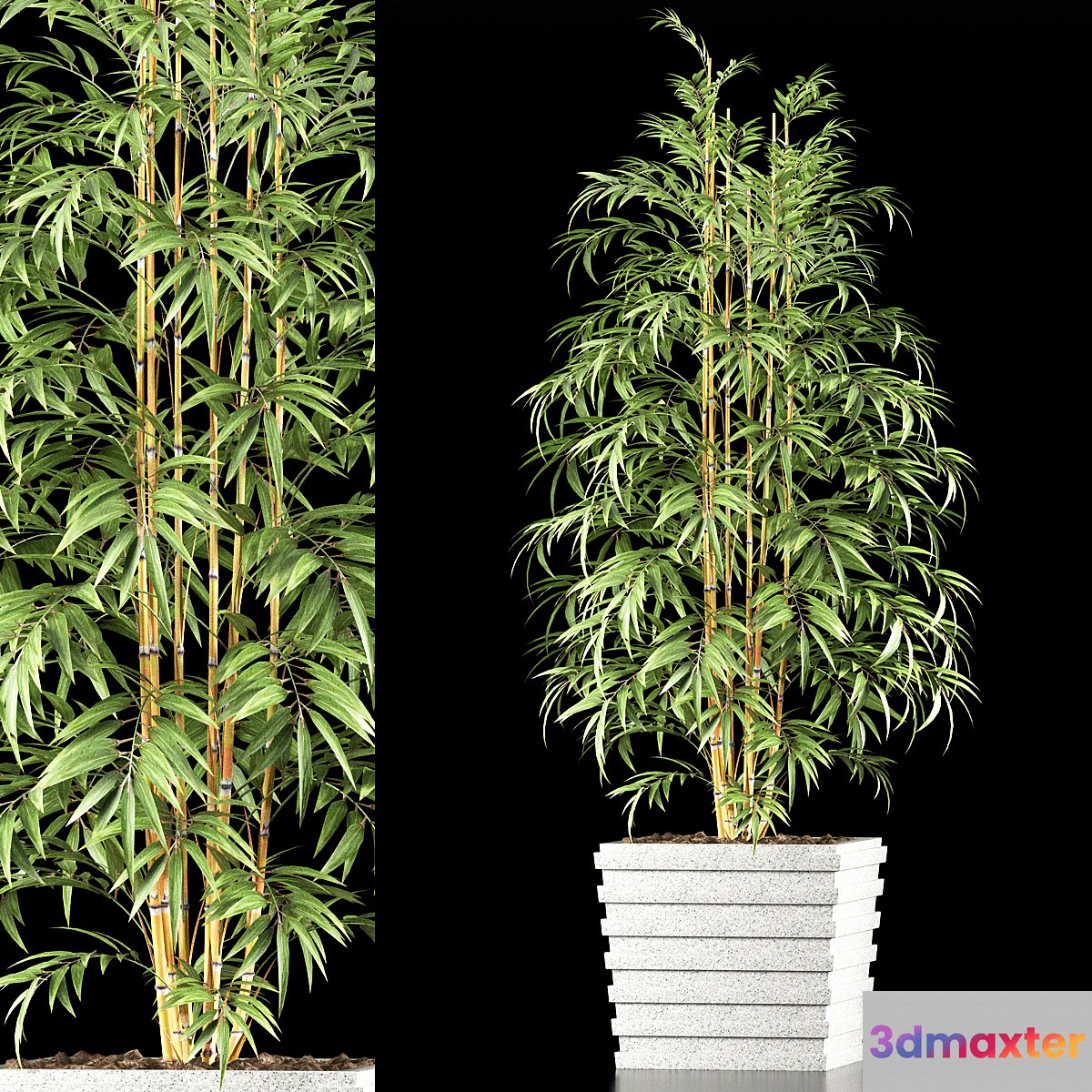 BAMBOO PLANT 61 3D Max