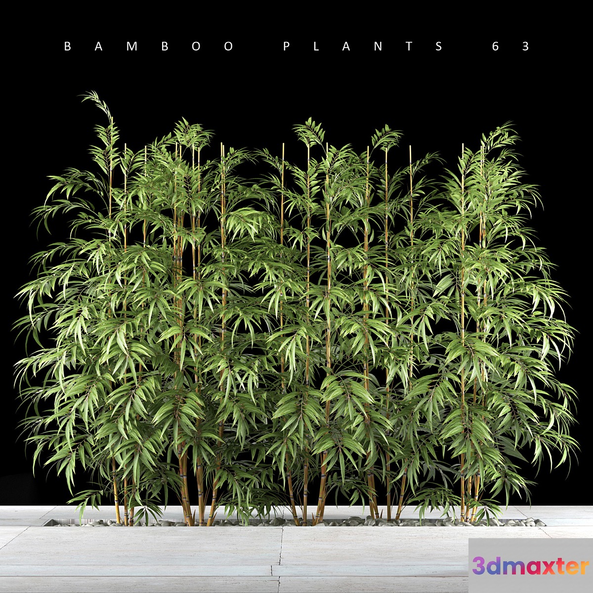 BAMBOO PLANTS 63 - No.4