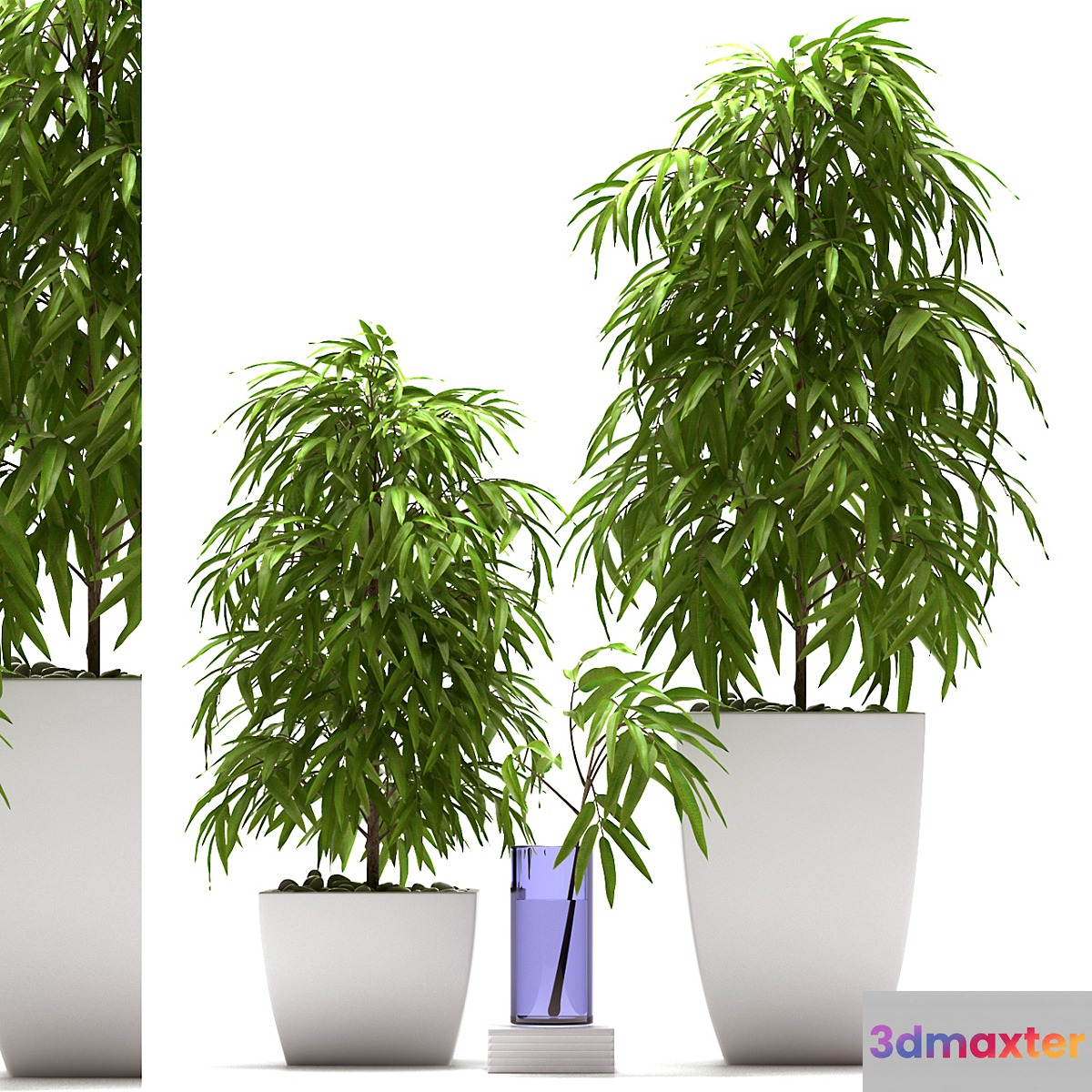 PLANTS 66