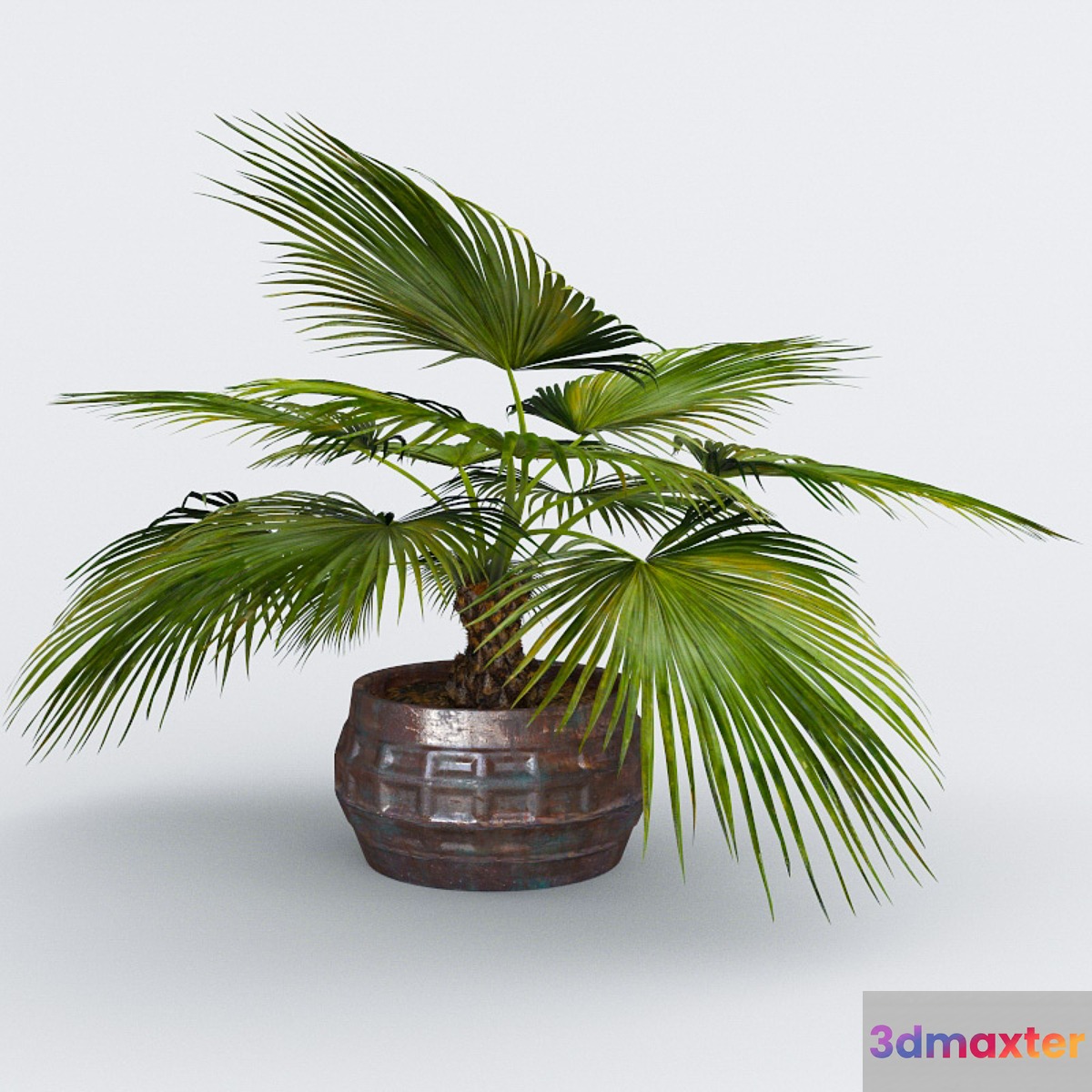 Palma 3D Max