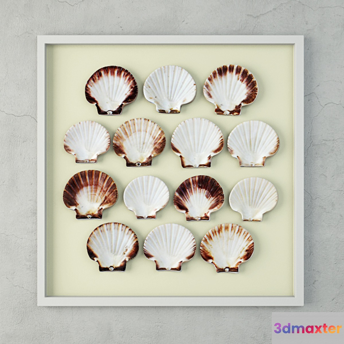 Scallop Shells 3D Max