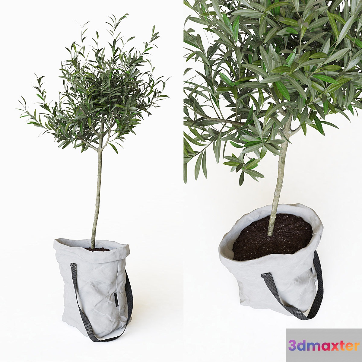 Olive tree in bag - No.2