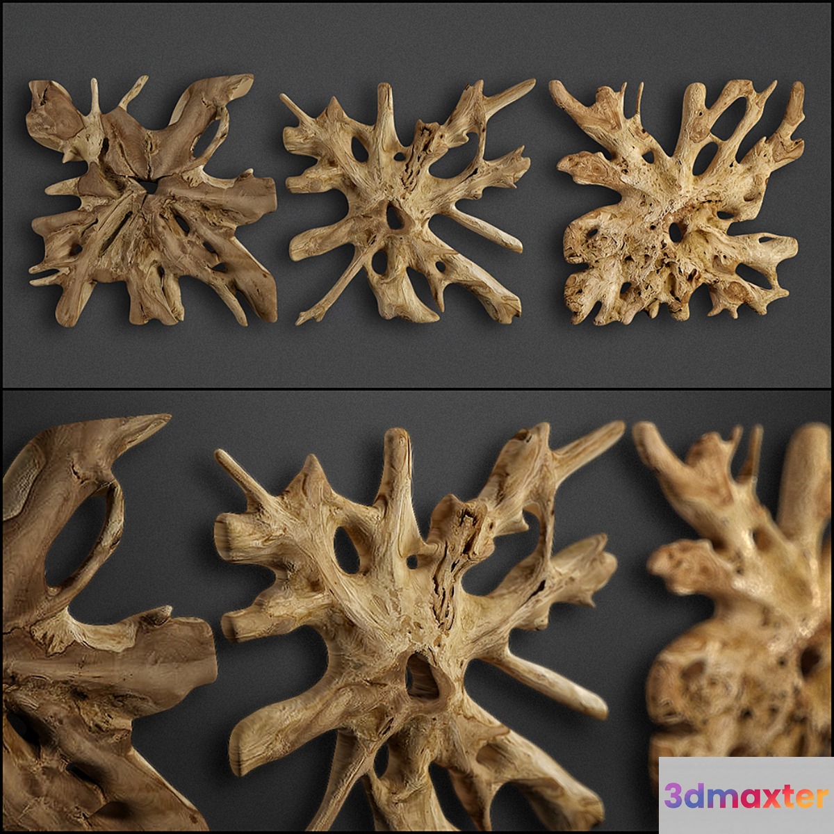 teak root 3D Max
