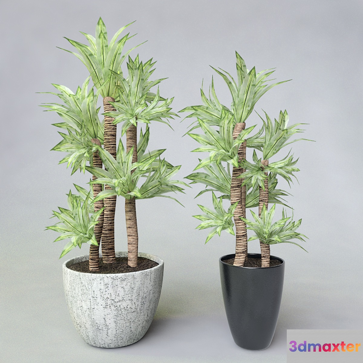 Potted plant - No.2