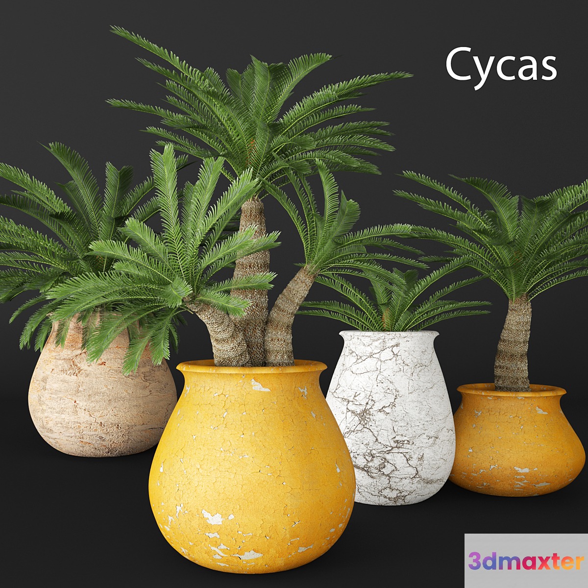 Cycas collection flower pot flowerpot outdoor exotic 3D Max