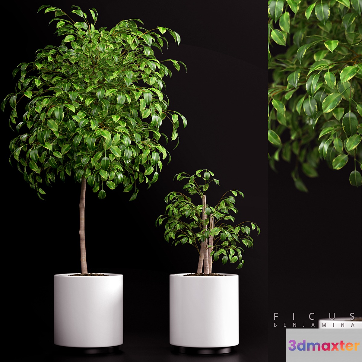 PLANTS 70