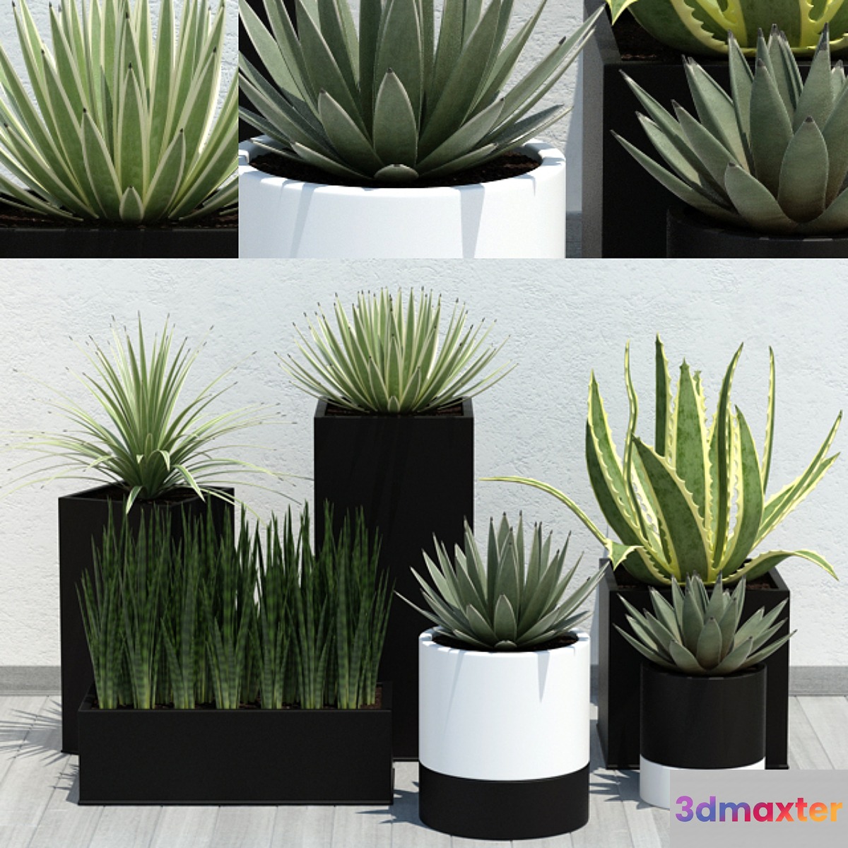 Aloe Pack