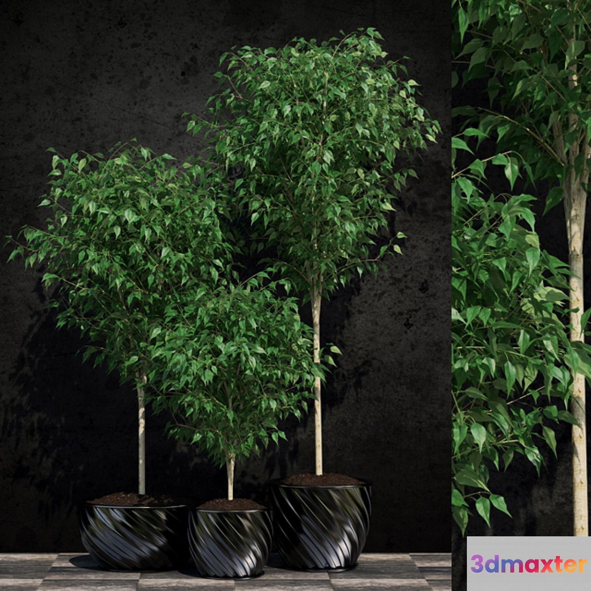 Plants Ficus Benjamin 2