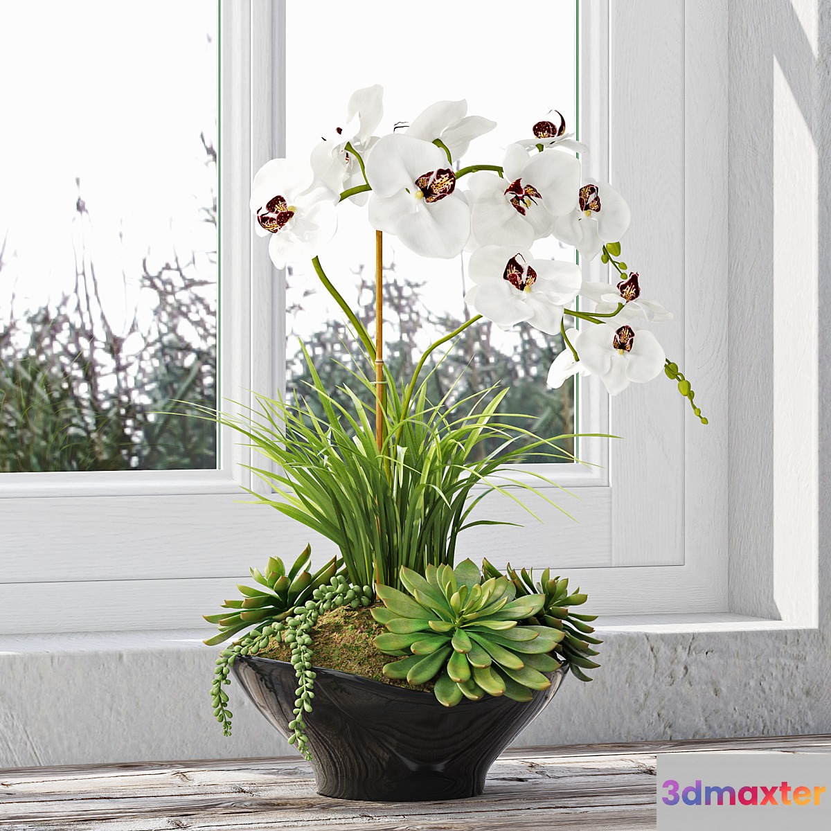 Orchid 10