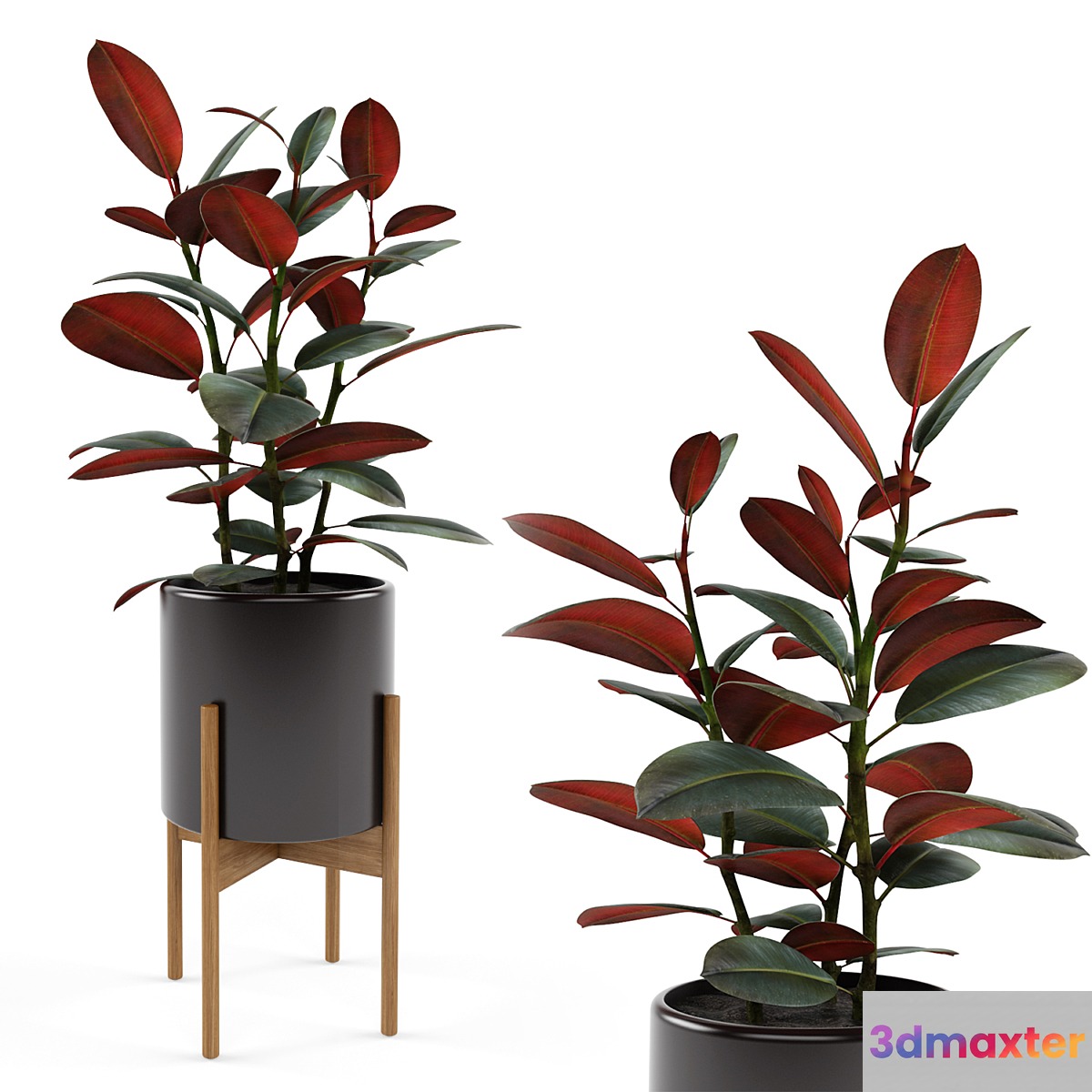 Ficus elastica Black Prince - No.2