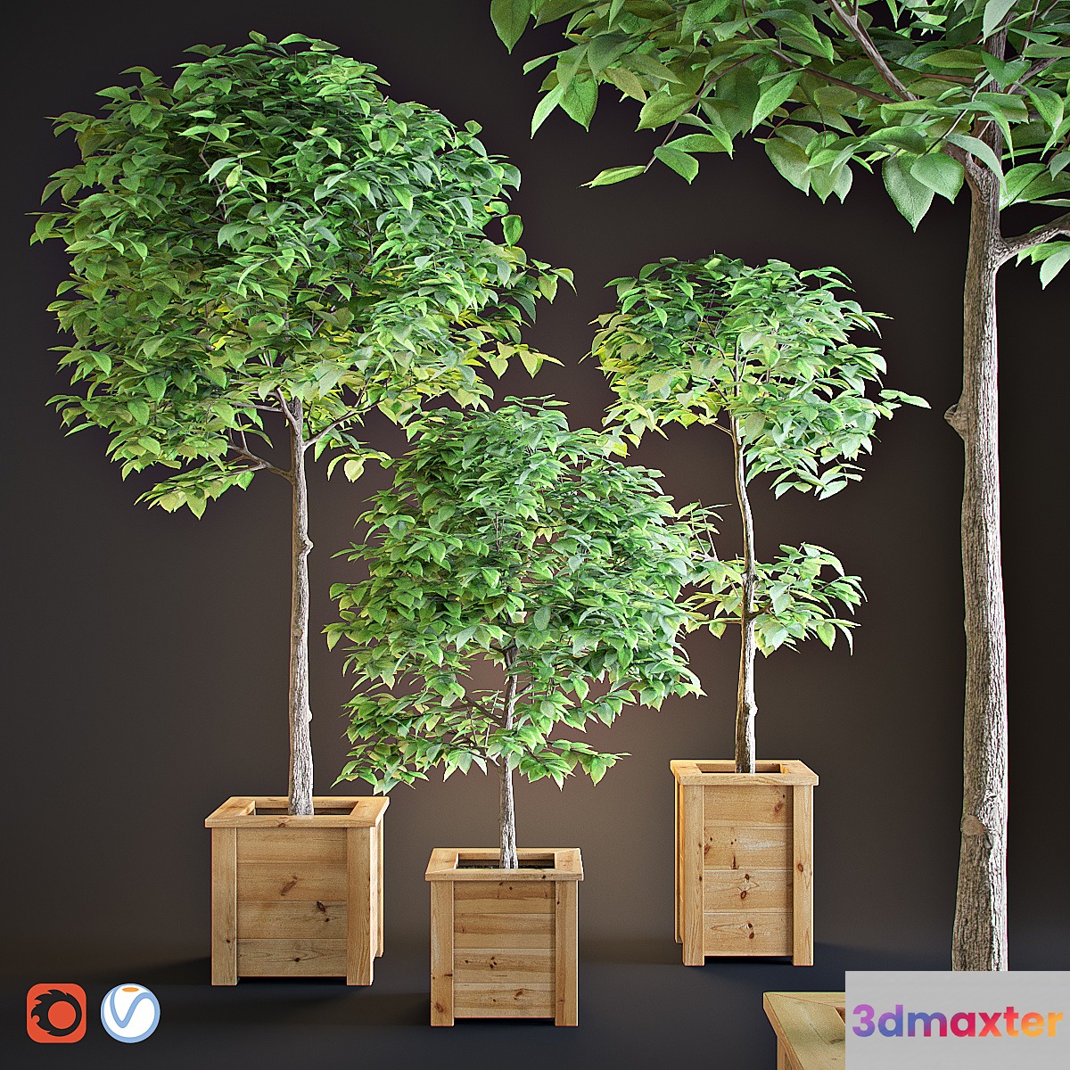 Three trees interior 3D Max