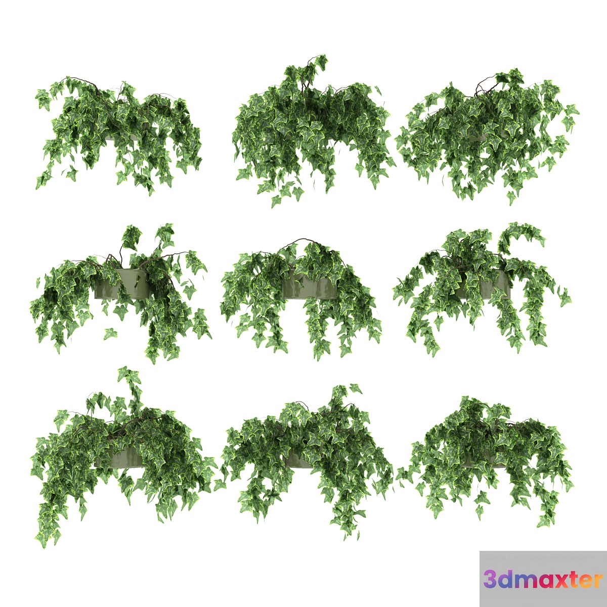 Ivy in pot v2. 9 models 3D Max
