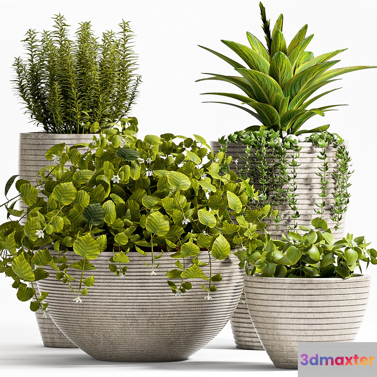 Plant 57 3D Max