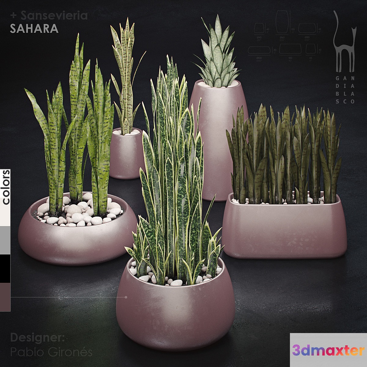 Gandiablasco - SAHARA - Sansevieria
