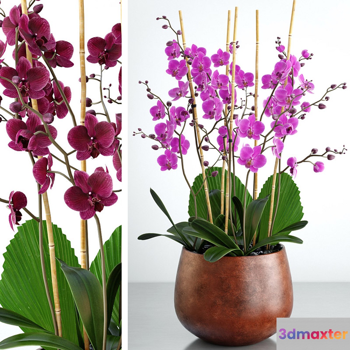 Orchid 7