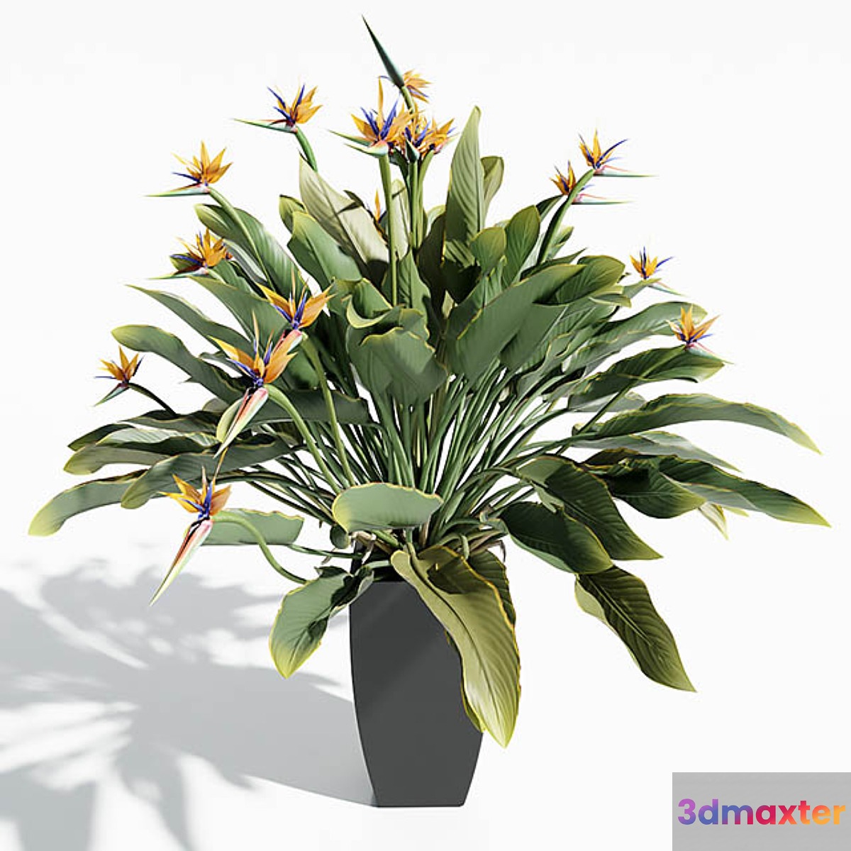 Bird Of Paradise