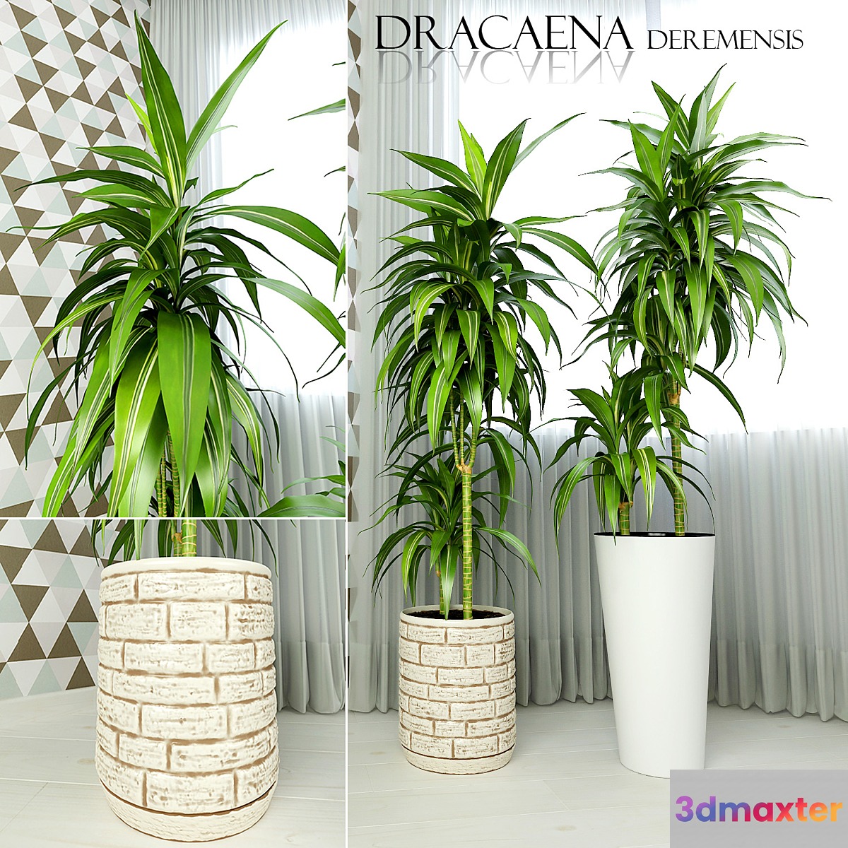Dracaena deremensis warnakii ulysses