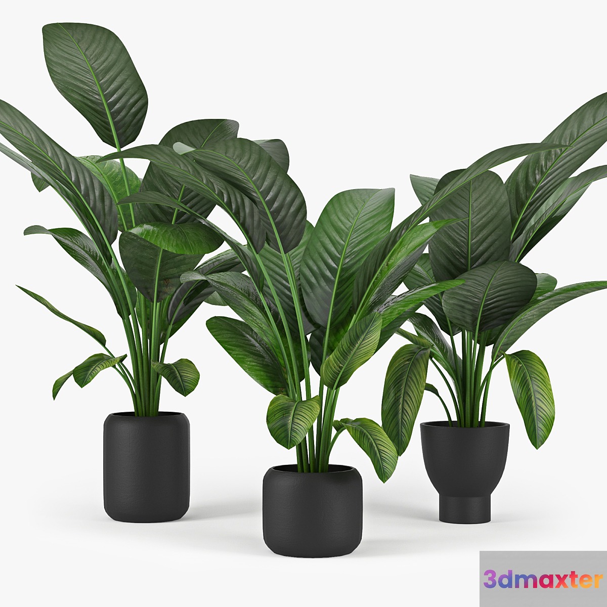 Tropical Palm - No.2