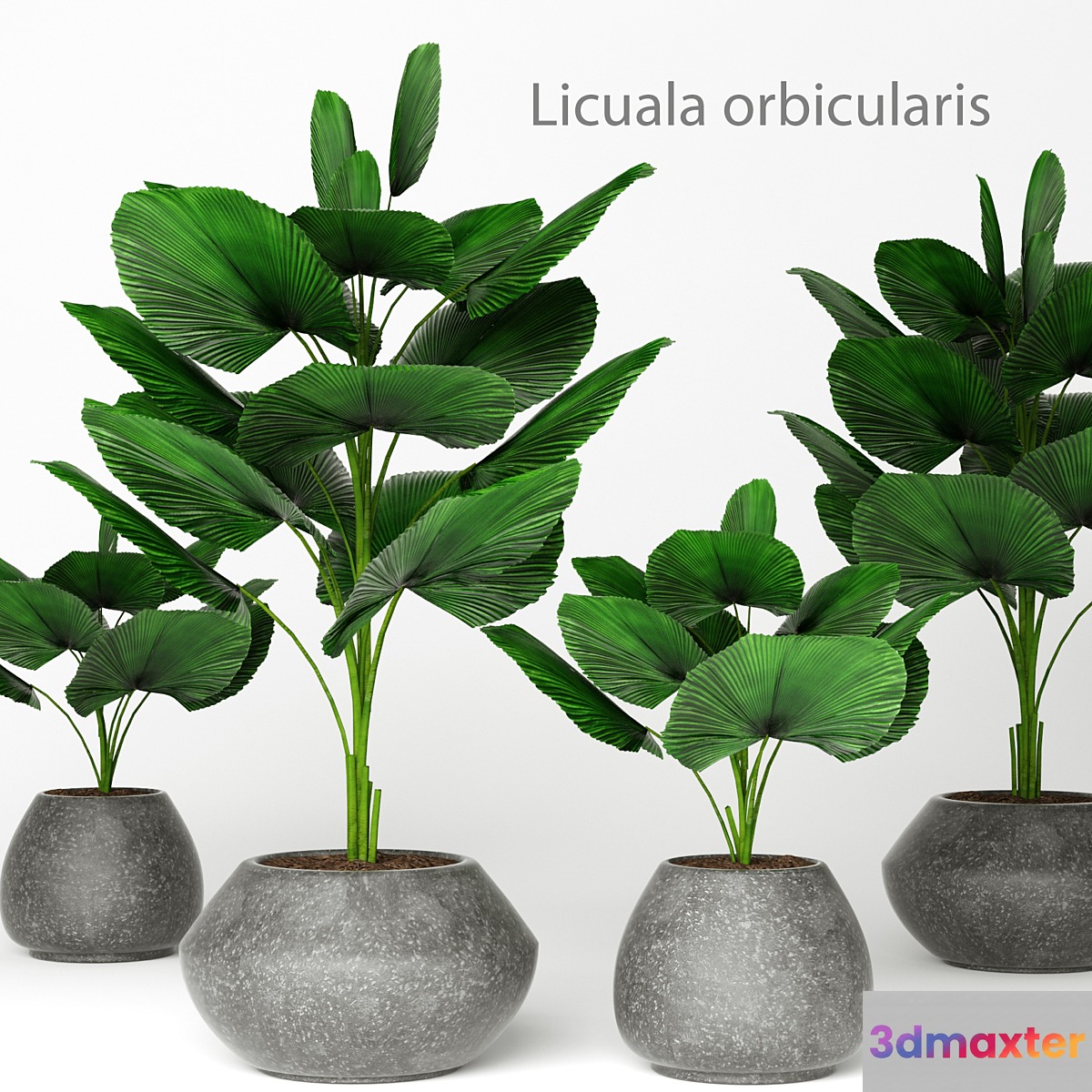 Licuala orbicularis 2 palm tree flower pot flowerpot concrete 3D Max