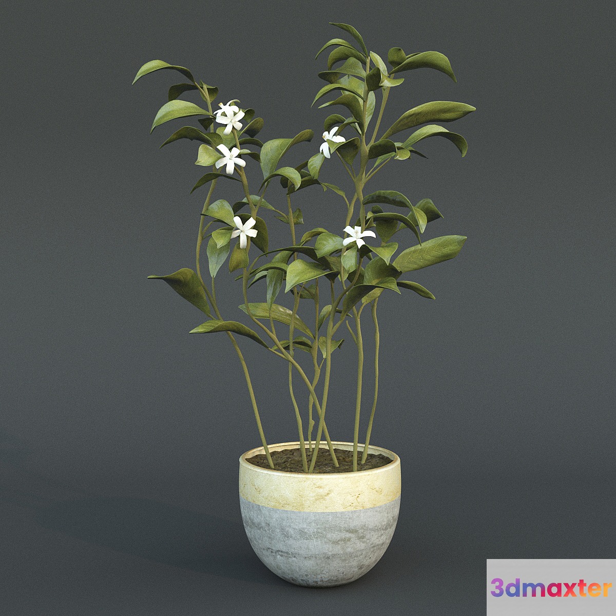 Animated Azahar flower 3D Max