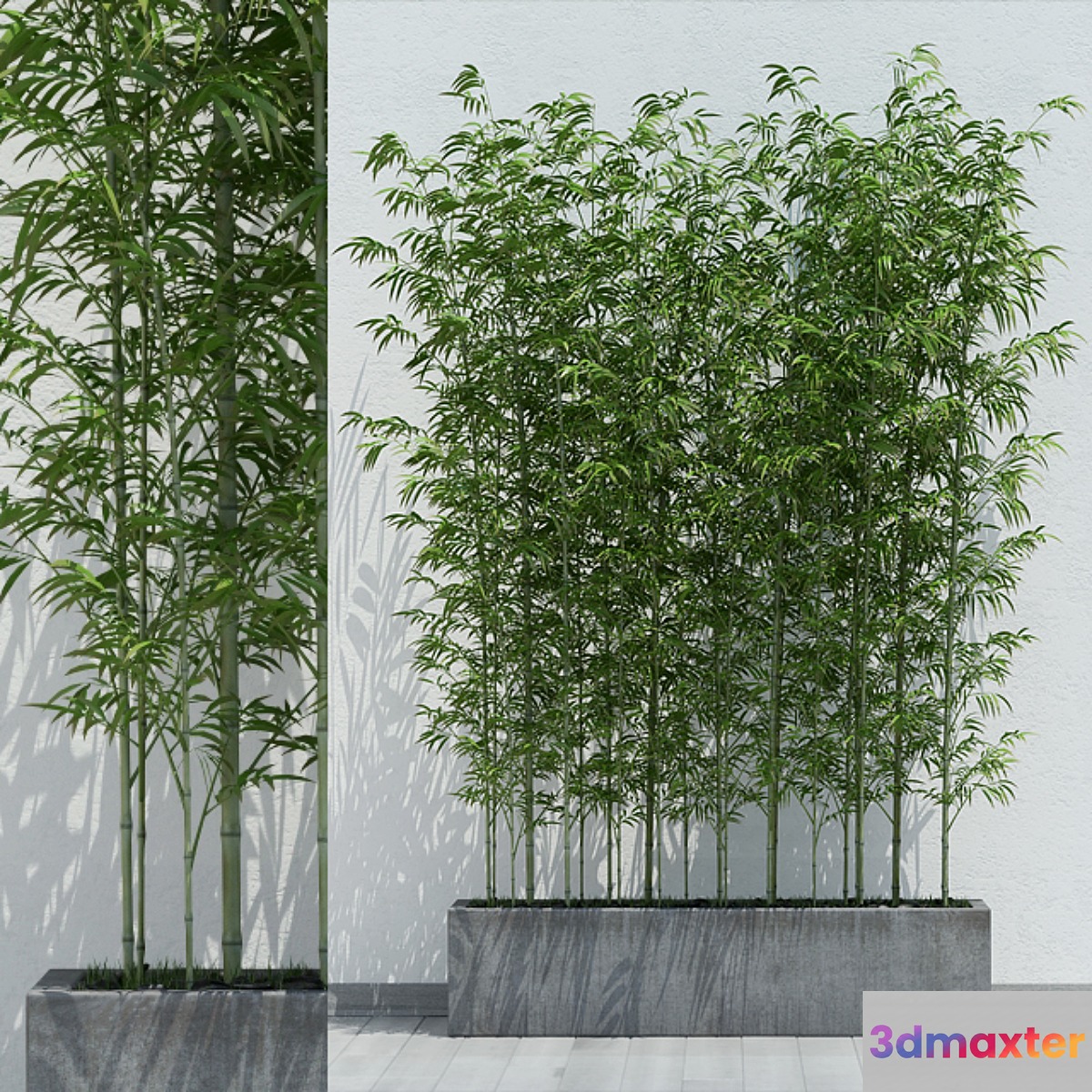 Bamboo 2