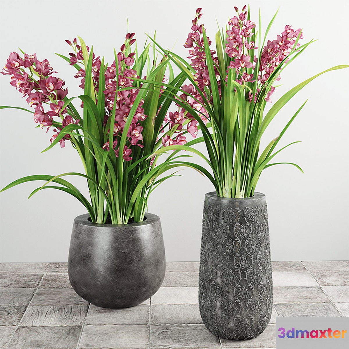 Cymbidium Orchid 3D Max